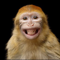 Monkey
