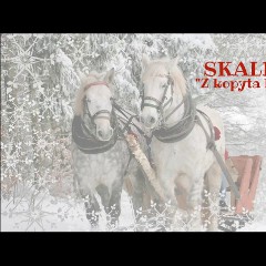 Z kopyta kulig rwie