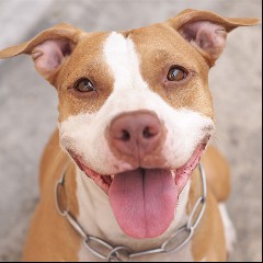 Pitbull