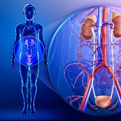 Vena Cava