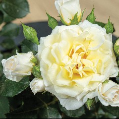 Lemon Rose