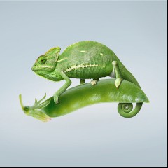 Kameleon