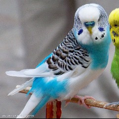 The Real Parakeet
