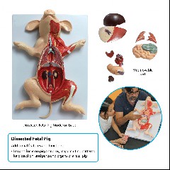 Dissection
