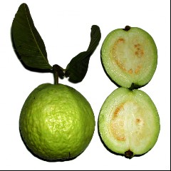Guava