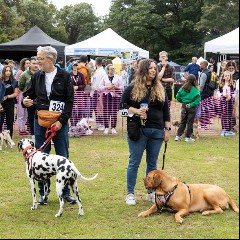 Dogshow