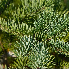 Nobilis
