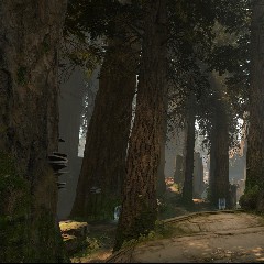 Forest Halo