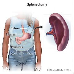 Spleen