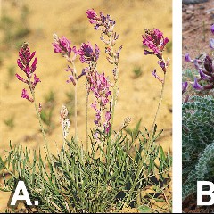 Locoweed