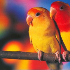 Romantic Lovebirds