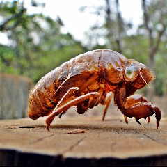 LA CIGARRA