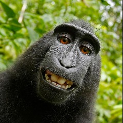 Macaco