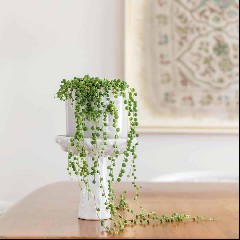 A String of Pearls