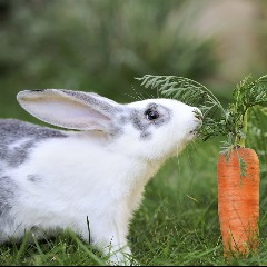 Rabbits & Carrots
