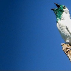 Pajaro Campana