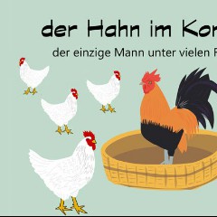 Hahn Im Korb
