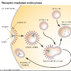 Receptors