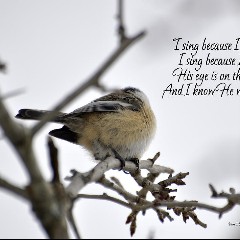 His Eye Is On The Sparrow