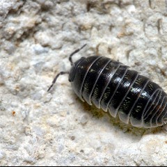 Roly Poly