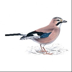 Jaybird