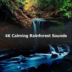 Rainforest Sounds