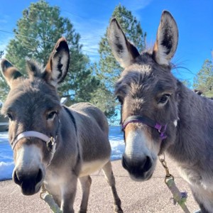 DosDonkeys