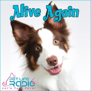 Alive Again - Pet Reincarnation on Pet Life Radio (PetLifeRadio.com)