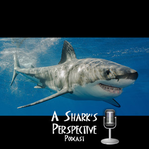A Shark's Perspective