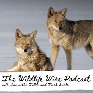 Wildlife Wire