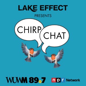 Chirp Chat