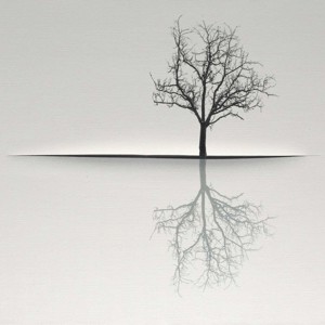 Árvores sem Raízes