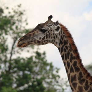 Swahili made easy: A podcast for Busy Swahili learners