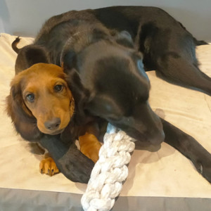 Dackelhund